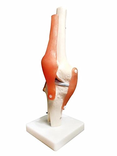 Bonew Life Size Knee Joint Anatomical Model Skeleton Human Medical