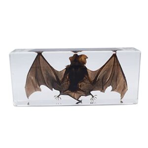 large taxidermy real bat specimens animal specimen in resin for science classroom science education xx-large (7.9×3.6×1.6 inch)