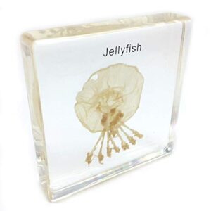 jellyfish specimen in acrylic block paperweights science classroom specimens for science education(2.8×2.8×0.6 inch)