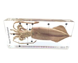 squid cuttlefish conformation specimen in acrylic block paperweights science classroom specimens for science education