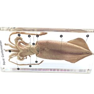 Squid Cuttlefish Conformation Specimen in Acrylic Block Paperweights Science Classroom Specimens for Science Education