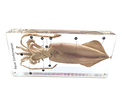 Squid Cuttlefish Conformation Specimen in Acrylic Block Paperweights Science Classroom Specimens for Science Education