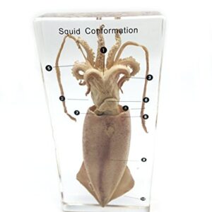 Squid Cuttlefish Conformation Specimen in Acrylic Block Paperweights Science Classroom Specimens for Science Education