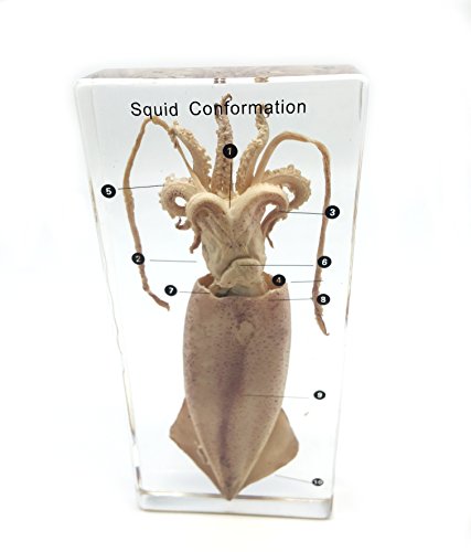 Squid Cuttlefish Conformation Specimen in Acrylic Block Paperweights Science Classroom Specimens for Science Education