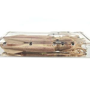 Squid Cuttlefish Conformation Specimen in Acrylic Block Paperweights Science Classroom Specimens for Science Education