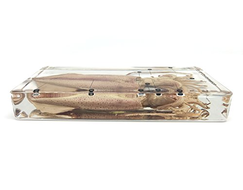 Squid Cuttlefish Conformation Specimen in Acrylic Block Paperweights Science Classroom Specimens for Science Education