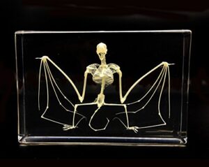 real bat skeleton specimen in acrylic block paperweights science classroom specimens for science education