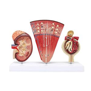 luckfy human anatomy kidney model nephron glomerular urinary system anatomical model for school teaching display lab ornament