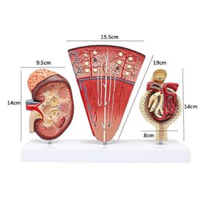 LUCKFY Human Anatomy Kidney Model Nephron Glomerular Urinary System Anatomical Model for School Teaching Display Lab Ornament