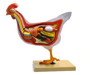 chicken hen anatomy model, 6 parts – life size cross section – hand painted – designed by veterinary professionals – eisco labs