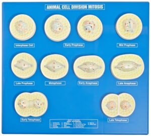 eisco labs animal cell meiosis model