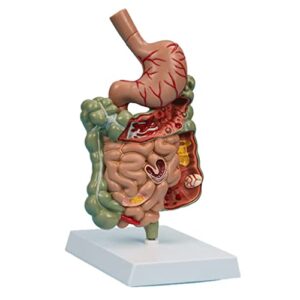 paashe anatomy model human stomach anatomy model organs model human body model stomach section large small intestine medical model study education