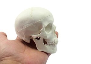doc.royal education mini skull human medical anatomical head bone skull bone model