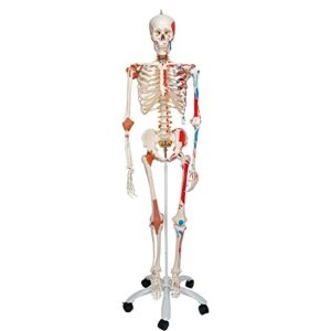3b scientific a13 sam the super skeleton w/ pelvic roller stand – 3b smart anatomy