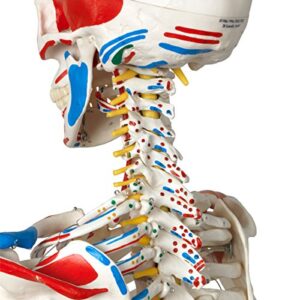 3B Scientific A13 Sam the Super Skeleton w/ pelvic roller stand - 3B Smart Anatomy