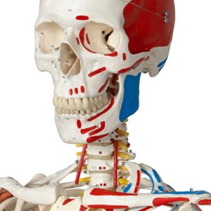 3B Scientific A13 Sam the Super Skeleton w/ pelvic roller stand - 3B Smart Anatomy