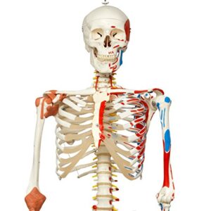 3B Scientific A13 Sam the Super Skeleton w/ pelvic roller stand - 3B Smart Anatomy