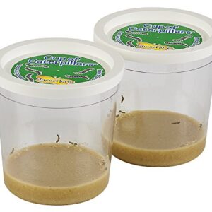 Insect Lore Two Cups of Caterpillars - Life Science & STEM Education