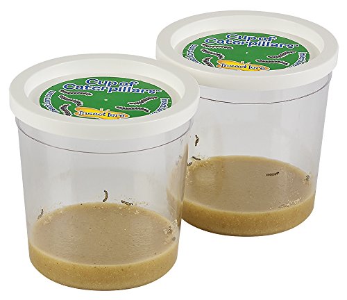Insect Lore Two Cups of Caterpillars - Life Science & STEM Education