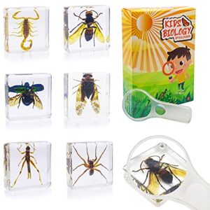 6 pcs insect specimen set,cicada,wasp,spider,scorpion,locust,chafer resin collection science toys