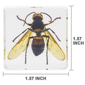 6 PCS Insect Specimen Set,Cicada,Wasp,Spider,Scorpion,Locust,Chafer Resin Collection Science Toys