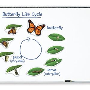 Learning Resources Butterfly Life Cycle, 9 Write and Wipe Pieces, Classroom Accessories, Teaching Aids, Ages 5+