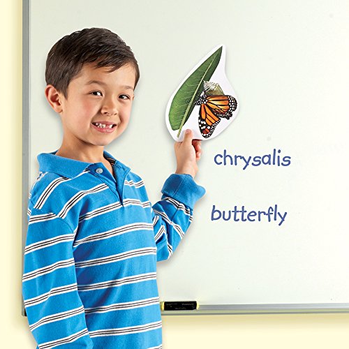 Learning Resources Butterfly Life Cycle, 9 Write and Wipe Pieces, Classroom Accessories, Teaching Aids, Ages 5+