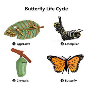 UANDME 4pcs Butterfly Life Cycle Kit Lifestyle Stages of Monarch Butterfly Teaching Tools for Kids, Students