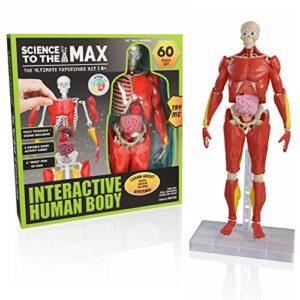 be amazing! toys interactive human body – 60 piece fully poseable anatomy figure – 14” tall model – anatomy kit – removable muscles, organs,bones stem toy – ages 8+