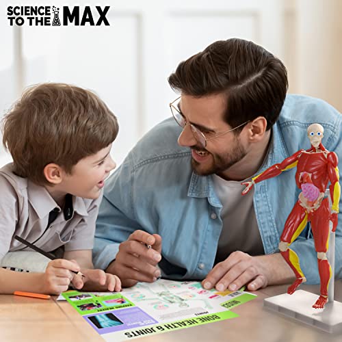 Be Amazing! Toys Interactive Human Body - 60 Piece Fully Poseable Anatomy Figure – 14” Tall Model - Anatomy Kit – Removable Muscles, Organs,Bones STEM Toy – Ages 8+