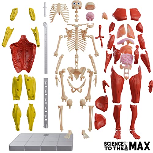 Be Amazing! Toys Interactive Human Body - 60 Piece Fully Poseable Anatomy Figure – 14” Tall Model - Anatomy Kit – Removable Muscles, Organs,Bones STEM Toy – Ages 8+