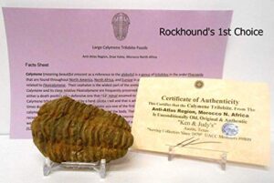 genuine very large calymene trilobite fossil from the anti-atlas region of morocco, n.africa with free acrylic display stand, fact sheet & coa bundle