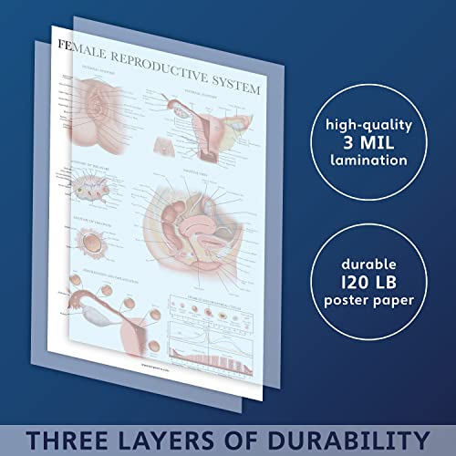 2 Pack - Female Reproductive Anatomy Poster + Pregnancy and Birth Anatomy Chart - Laminated
