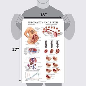 2 Pack - Female Reproductive Anatomy Poster + Pregnancy and Birth Anatomy Chart - Laminated