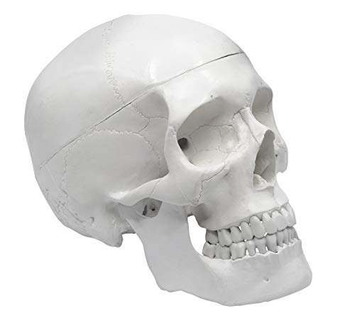 Human Anatomical Skull Model, 3 Part - Medical Quality Plastic Replica - 9" Height - Removable Calvaria - Articulated Mandible - Eisco Labs