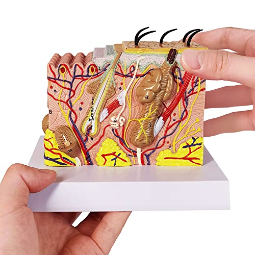 Benilev Skin Model, 35X Enlarged Anatomical Skin Layer Structure Model with Hair for Science Classroom Learning Teaching Display Medical Skin Marking