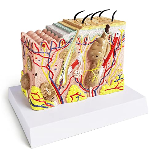 Benilev Skin Model, 35X Enlarged Anatomical Skin Layer Structure Model with Hair for Science Classroom Learning Teaching Display Medical Skin Marking