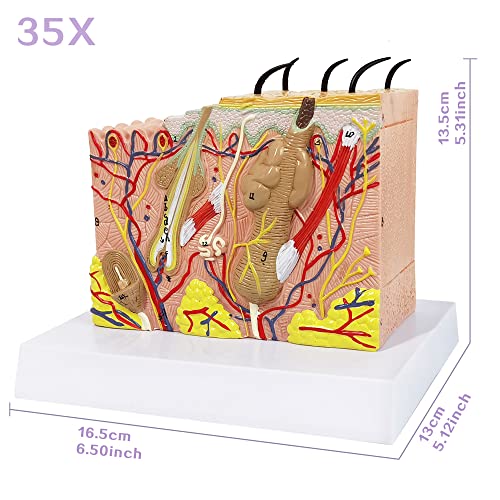 Benilev Skin Model, 35X Enlarged Anatomical Skin Layer Structure Model with Hair for Science Classroom Learning Teaching Display Medical Skin Marking