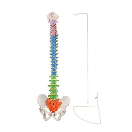 BEAMNOVA Flexible Anatomy Spine Model 85cm/33.46in Bendable with Holder Stand Colored Vertebrae Lumbar Spine Model with Nerves for Chiropractors Life Size