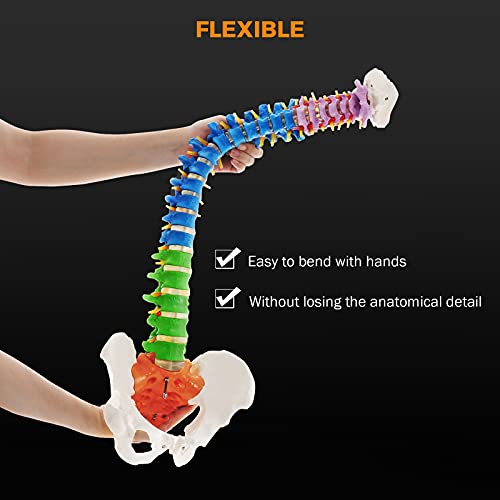 BEAMNOVA Flexible Anatomy Spine Model 85cm/33.46in Bendable with Holder Stand Colored Vertebrae Lumbar Spine Model with Nerves for Chiropractors Life Size