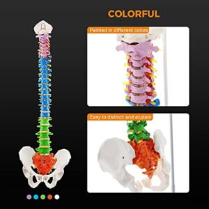 BEAMNOVA Flexible Anatomy Spine Model 85cm/33.46in Bendable with Holder Stand Colored Vertebrae Lumbar Spine Model with Nerves for Chiropractors Life Size