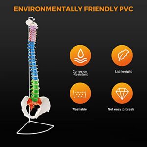 BEAMNOVA Flexible Anatomy Spine Model 85cm/33.46in Bendable with Holder Stand Colored Vertebrae Lumbar Spine Model with Nerves for Chiropractors Life Size