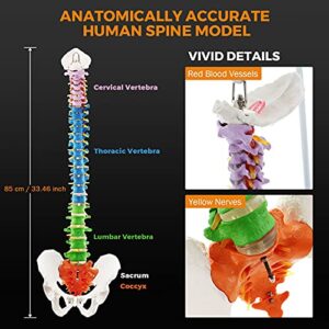 BEAMNOVA Flexible Anatomy Spine Model 85cm/33.46in Bendable with Holder Stand Colored Vertebrae Lumbar Spine Model with Nerves for Chiropractors Life Size