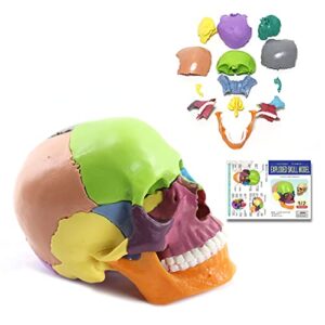 miirr detachable color anatomy skull model, mini size skeleton head skull model includes 15 parts, medical skull anatomical model for learning, teaching or display