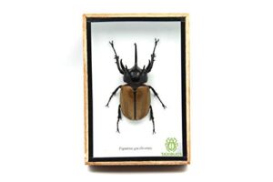 taxibugs rare giant 5 horn rhino/rhinoceros beetle, eupatorus gracilicornis, taxidermy insect box entomology gift (wooden box)
