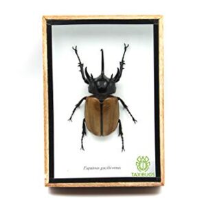 TAXIBUGS Rare Giant 5 Horn Rhino/Rhinoceros Beetle, Eupatorus gracilicornis, Taxidermy Insect Box Entomology Gift (Wooden Box)