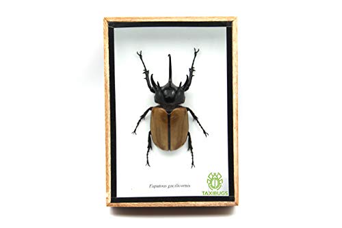 TAXIBUGS Rare Giant 5 Horn Rhino/Rhinoceros Beetle, Eupatorus gracilicornis, Taxidermy Insect Box Entomology Gift (Wooden Box)