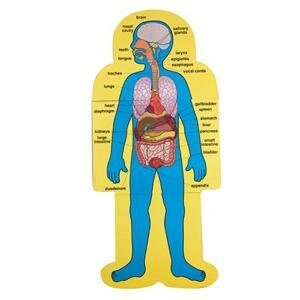 carson dellosa child-size human body bulletin board set (3215)