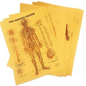HUAHA Vintage Anatomical Poster Set - Photos Wall Decor - Anatomical Medical Art Set of 12 (16.5 inches x 12 inches)