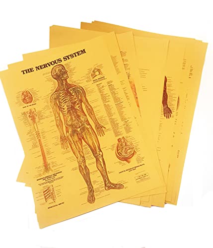 HUAHA Vintage Anatomical Poster Set - Photos Wall Decor - Anatomical Medical Art Set of 12 (16.5 inches x 12 inches)